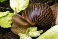Cochlitoma varicosa F2 Gonubia, South Africa, semiadult, 5 cm